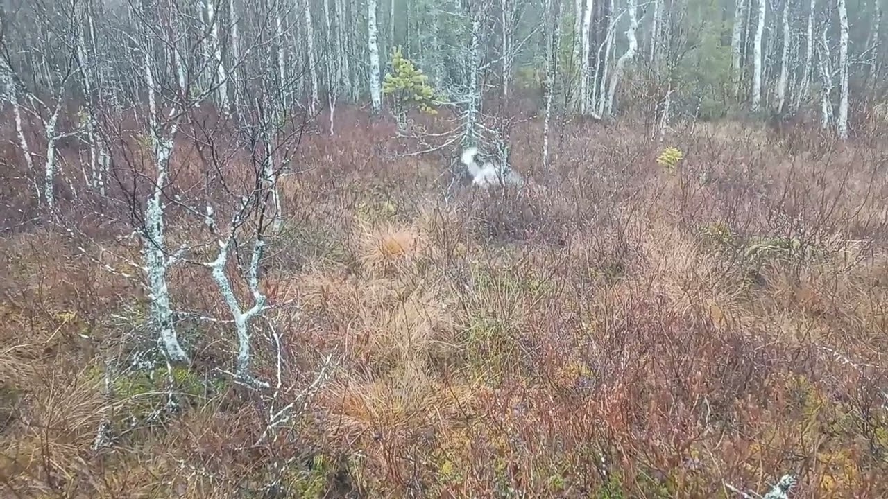 Sepän Ärjy ja syksyn edistyminen lyhyesti.