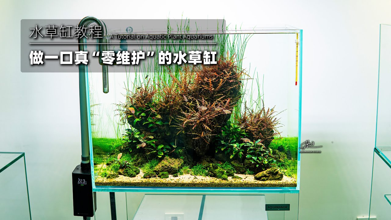 水草缸教程｜做一口「零维护」的水草缸！