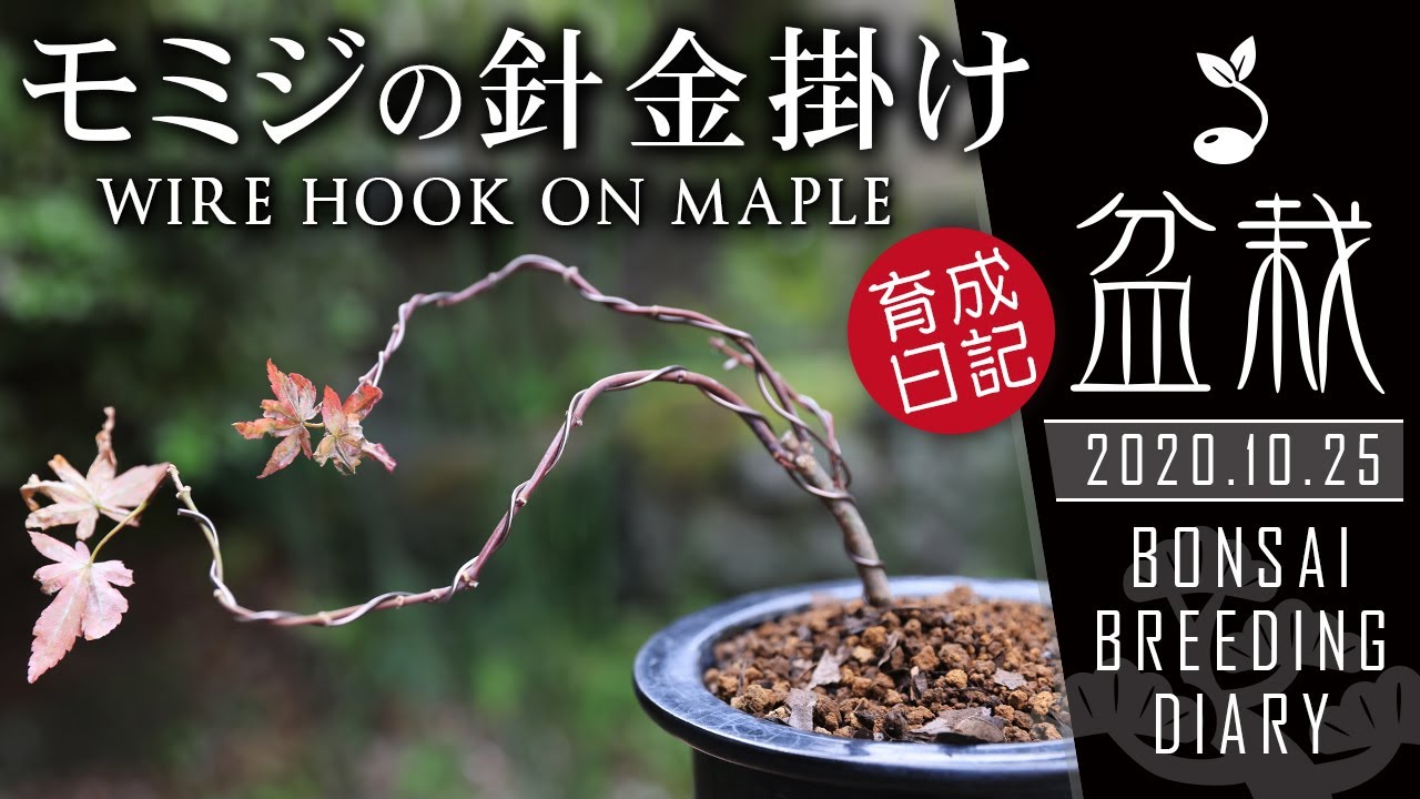 モミジの育て方 針金掛けの仕方 初心者簡単盆栽の作り方 【Bonsai diary 盆栽日記 10/25】もみじ 樹形 懸崖 wire cut bonsai beginners EOS R5撮影
