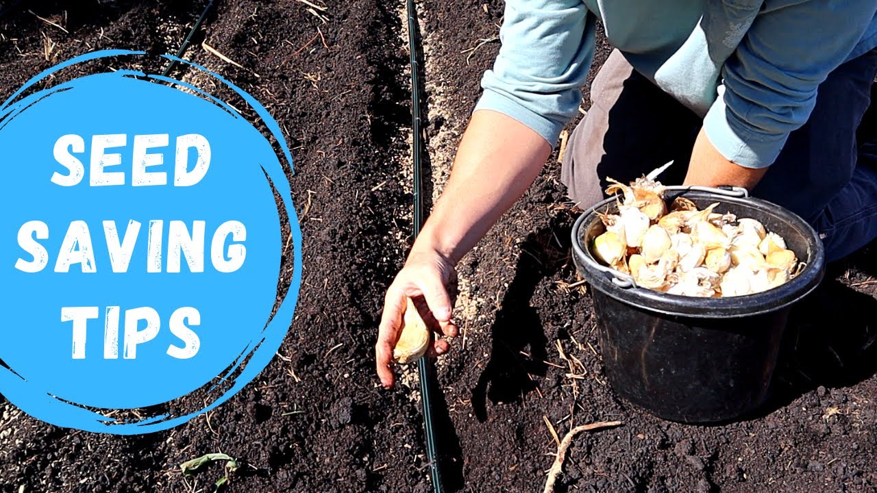 How to Save Garlic Seed to Plant in the Backyard Garden?