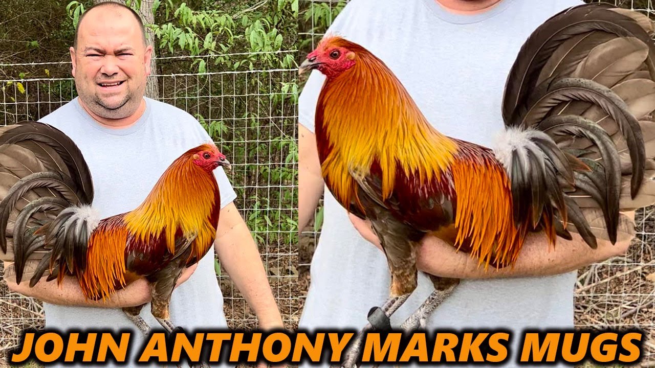 ТЕХАС!! Кружки с красивыми птицами от John Anthony Marks