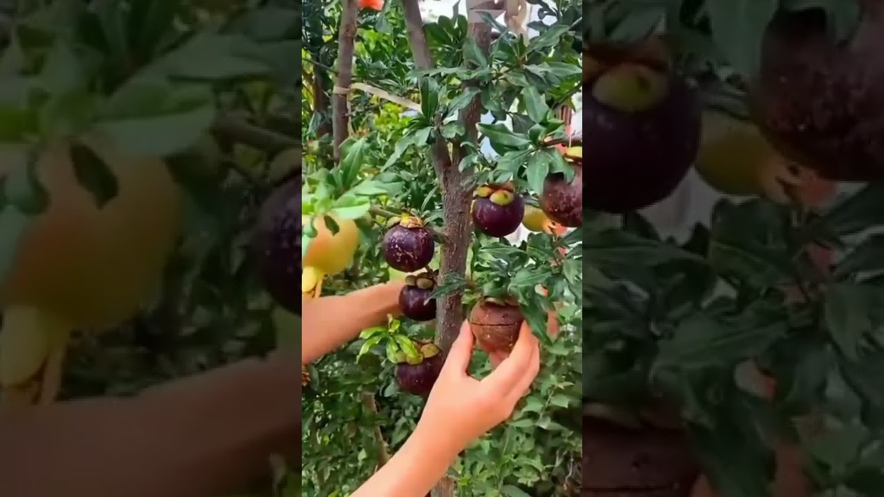 Mangosteen pomegranate tree 😋😋#shorts#trees...@all nature fruits vegetables and flowers