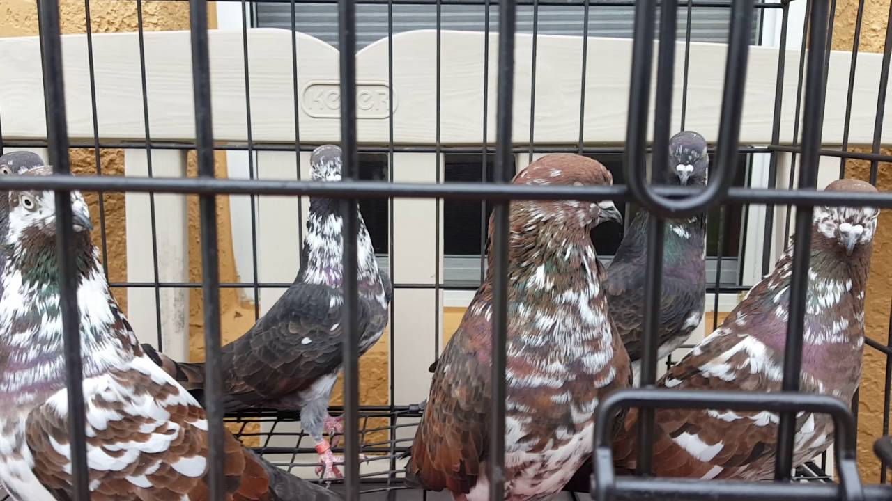 Tippler pigeons