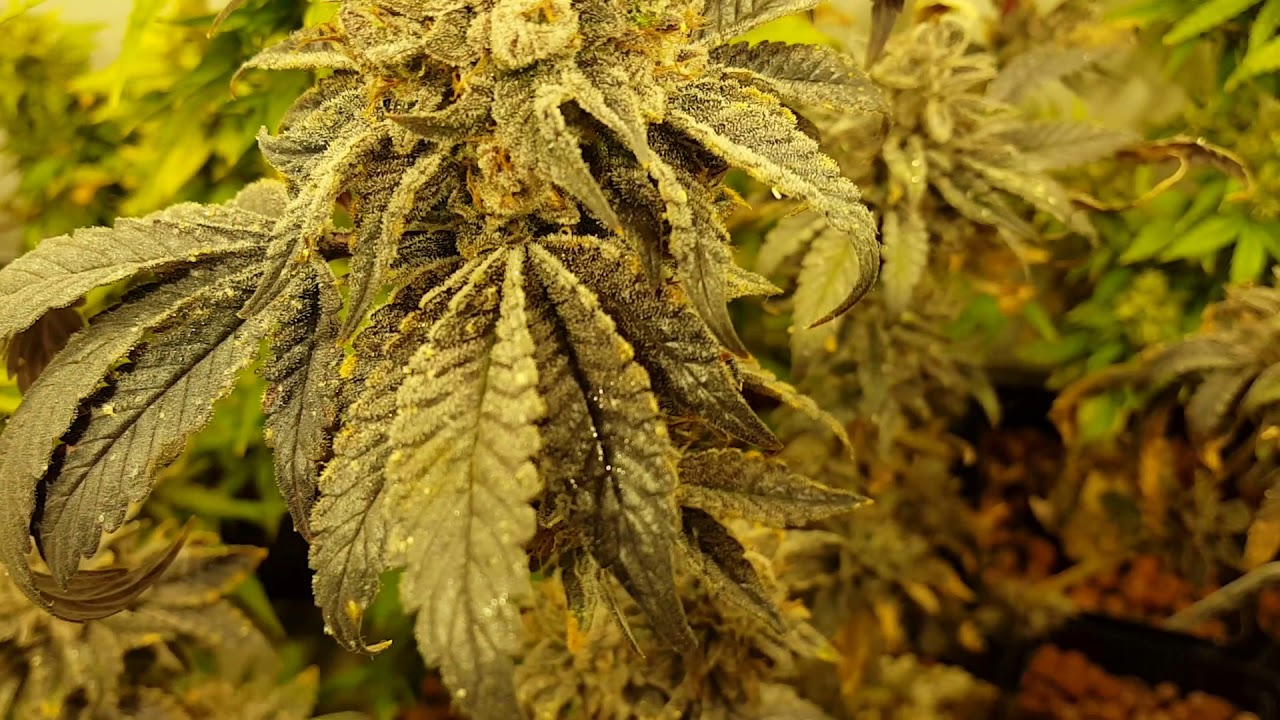Sour Bubble & Purple Afghan Kush