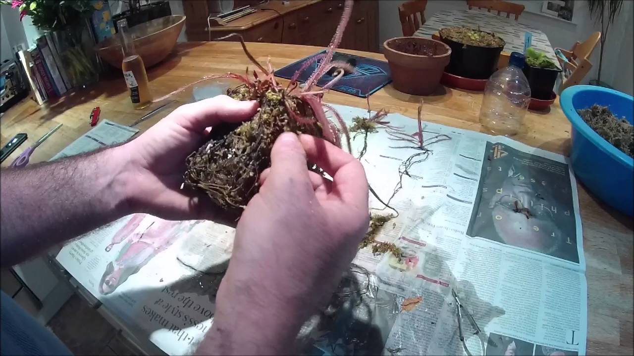 Drosera adelae propagating from plantlets