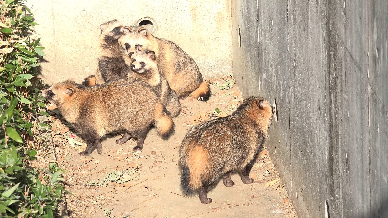 寒い冬は、みんなで日向ぼっこします。  たぬき タヌキ raccoon dog