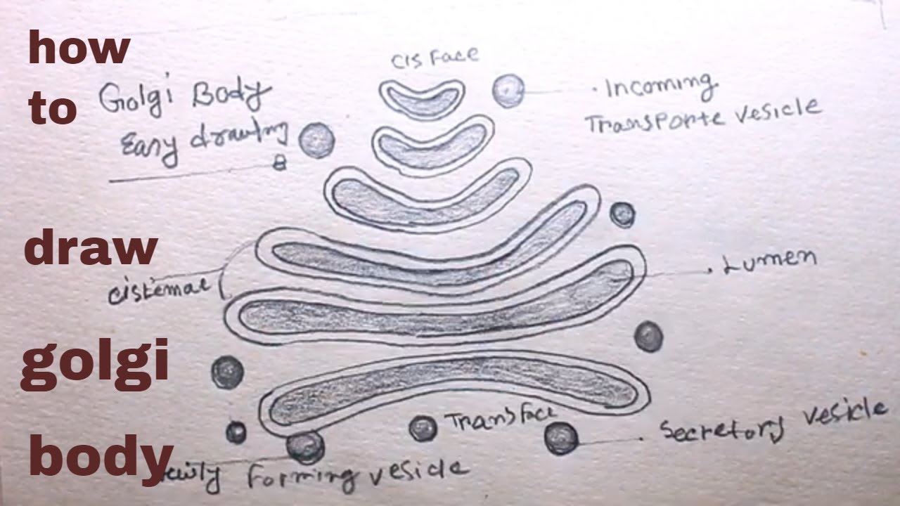 How TO Draw golgi apparatus/golgi body structure of function