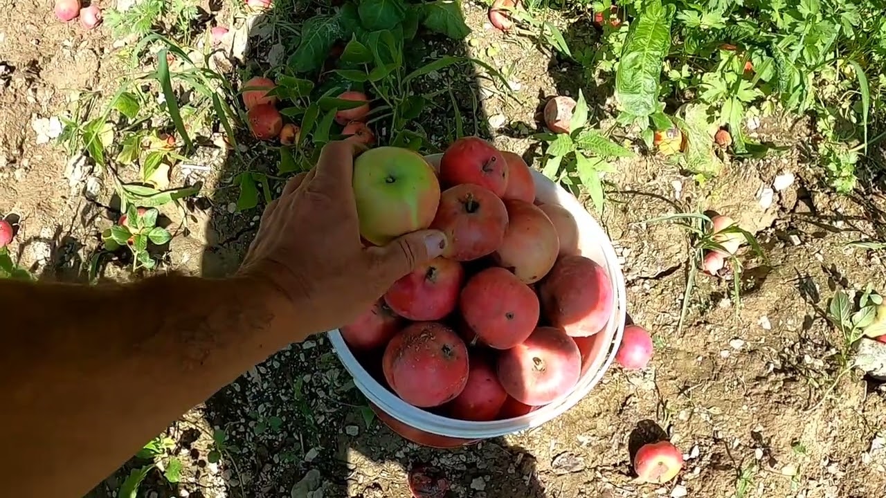 BAHÇEDEN  ELMALAR  BU SENE FASULYELER  OLMUYO  SICAKLARDAN