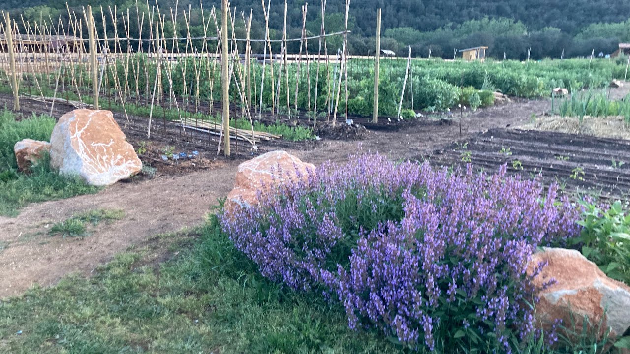 ¿Huerto antisequía? -Paseo por el huerto de Mas Arbreda - mayo 2023