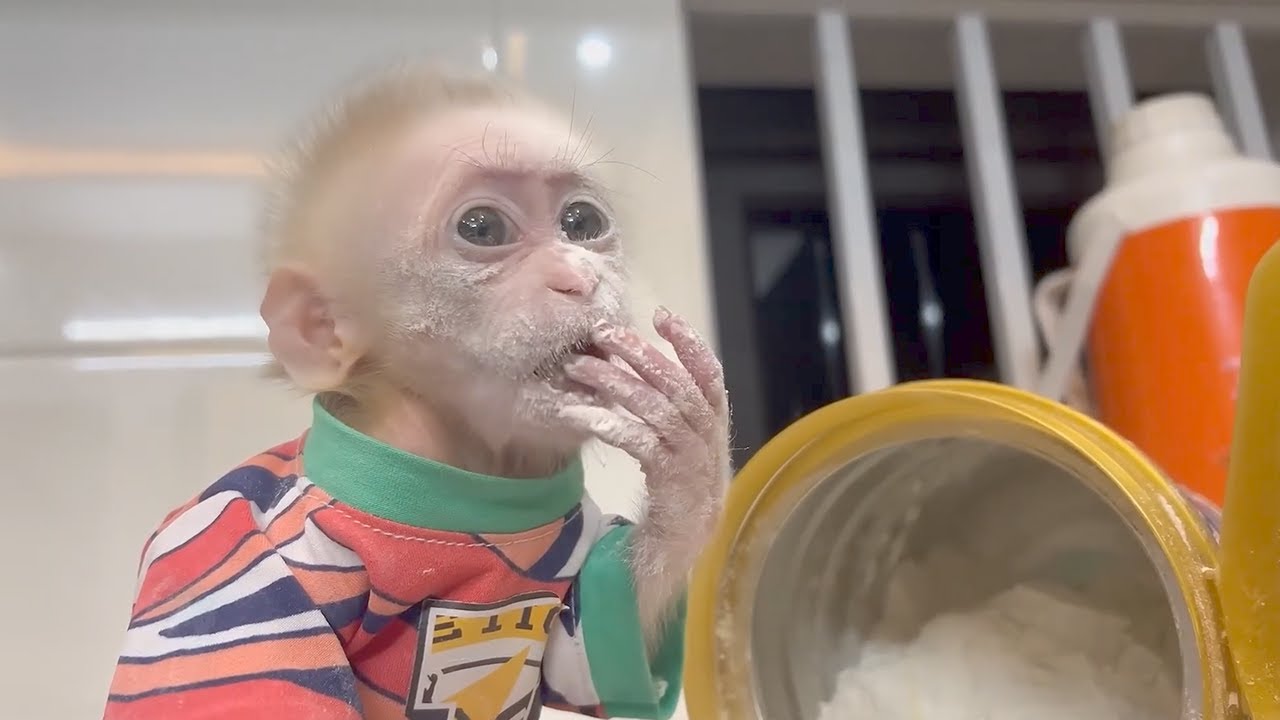 The baby monkey's expression was so funny when it had trouble getting its milk!