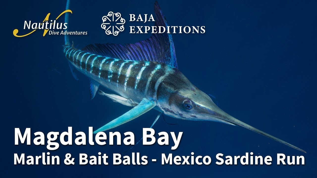 Мексиканский промысел сардин в заливе Магдалена