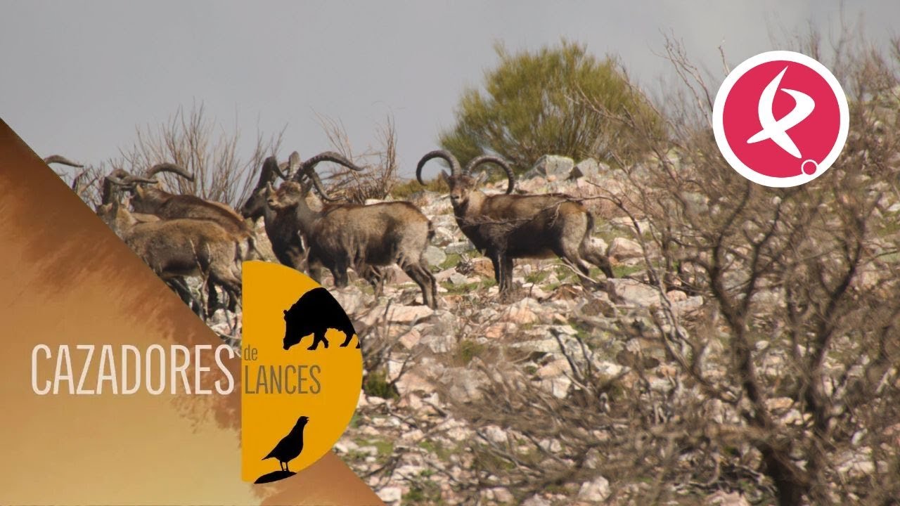 El trofeo del macho mont&eacute;s | Cazadores de Lances