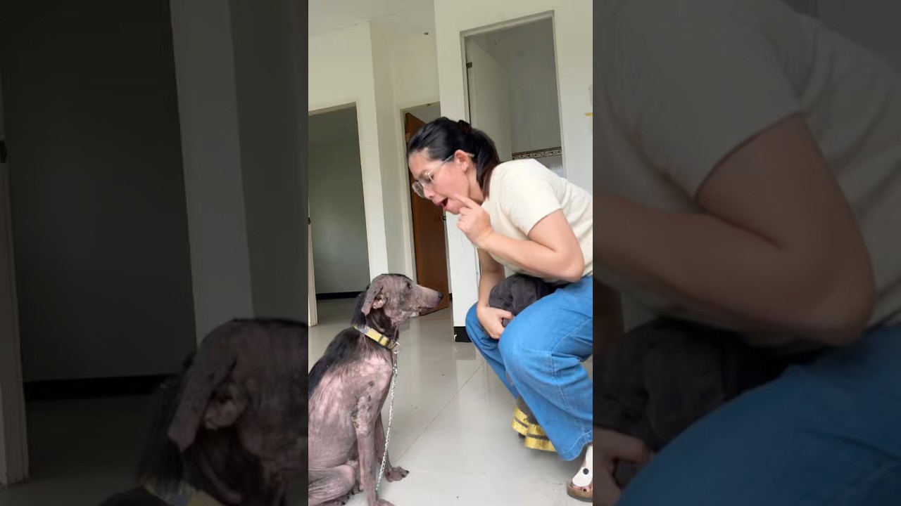 He understand what i am talking.. #VAL #rescuedog #shortvideo