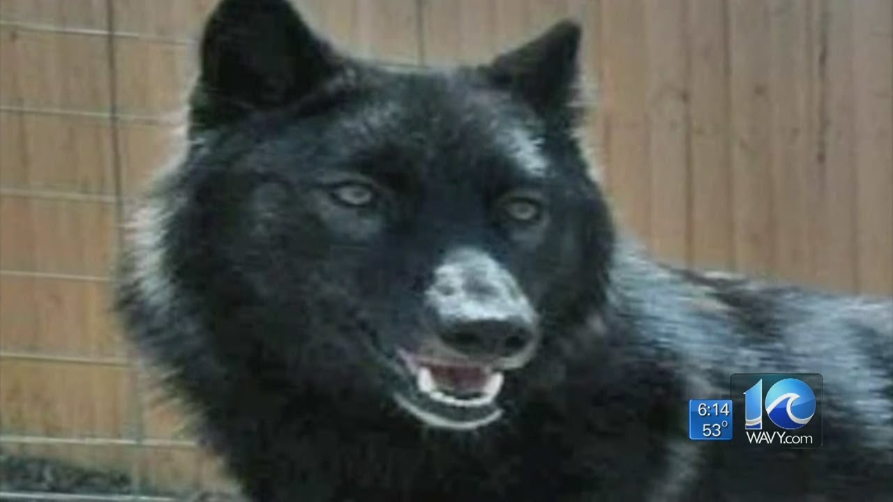 Erin Kelly reports on wolf-dog pet concerns