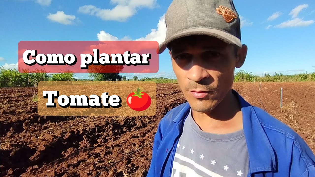 como plantar tomate 🍅 com baixo custo