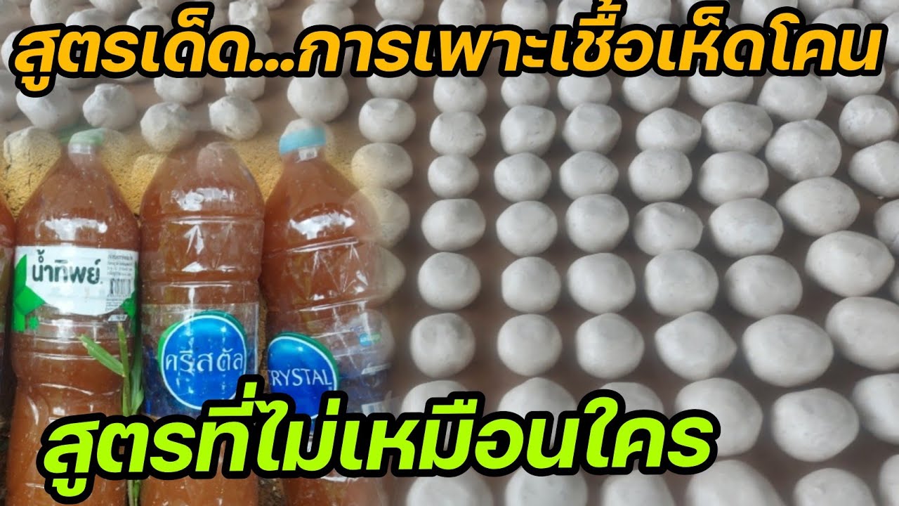 วิธีทำเชื้อเห็ดโคน (ปลวก)EP.1. สูตรปั้นแป้ง ตำหรับสูตรเด็ดที่ไม่เหมือนใคร