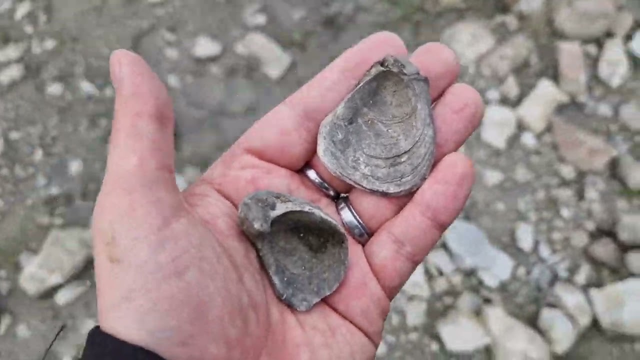 [Fouille Fossile] - Des fossiles du Jurassique dans la Manche