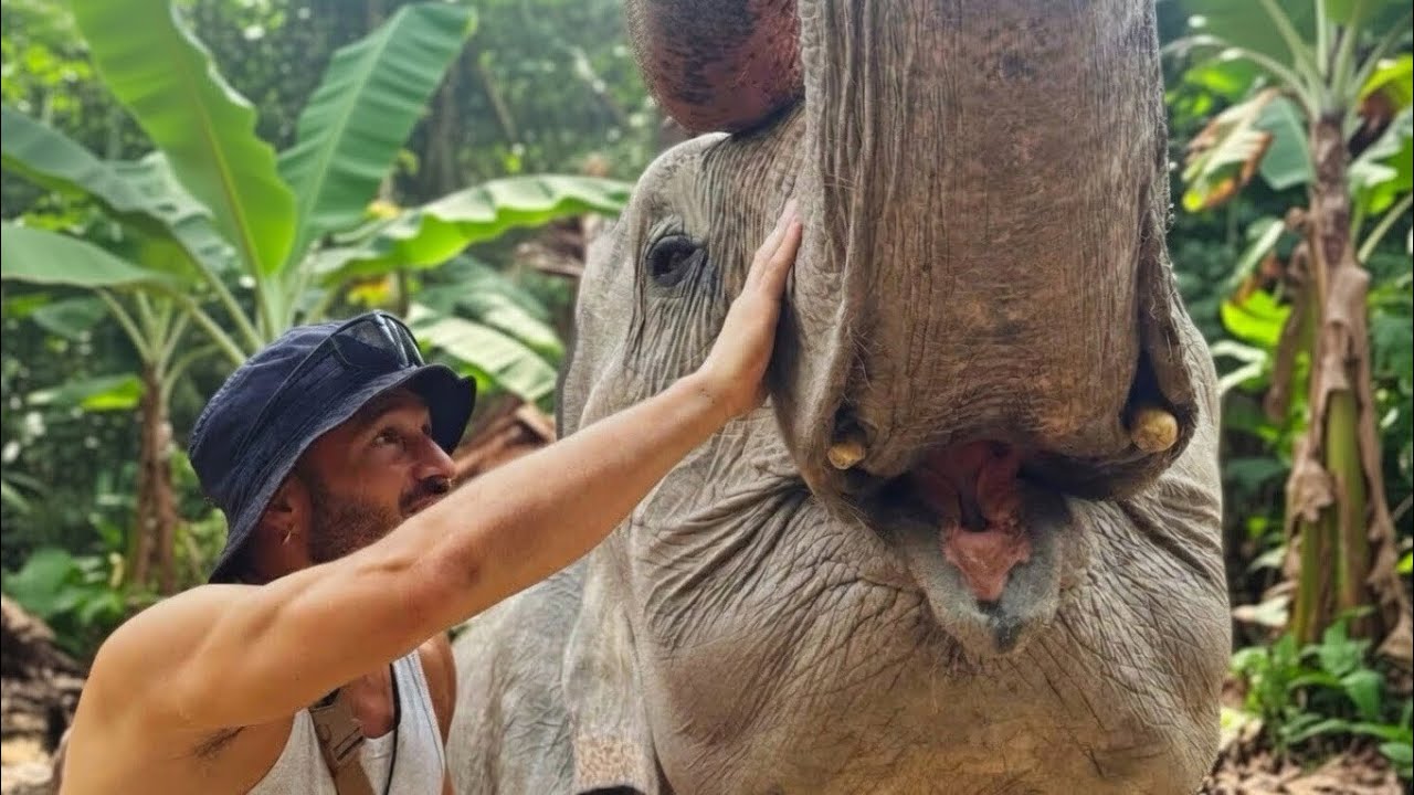 SANTUARIO DE ELEFANTES 🐘 Chiang Mai, Tailandia 🇹🇭 | Merece la pena?!
