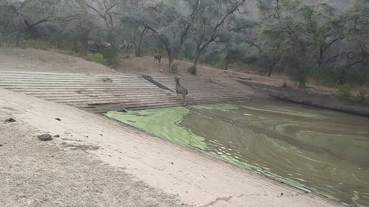Sariska tiger reserve Rajasthan samberdeer 9929951990
