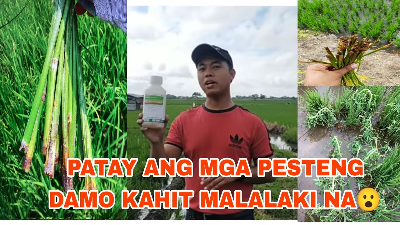 Epektibong Pamatay sa Pesteng Damo sa Palayan / Patay lahat ng uri ng Damo (NOVLECT 120 NeoEC)