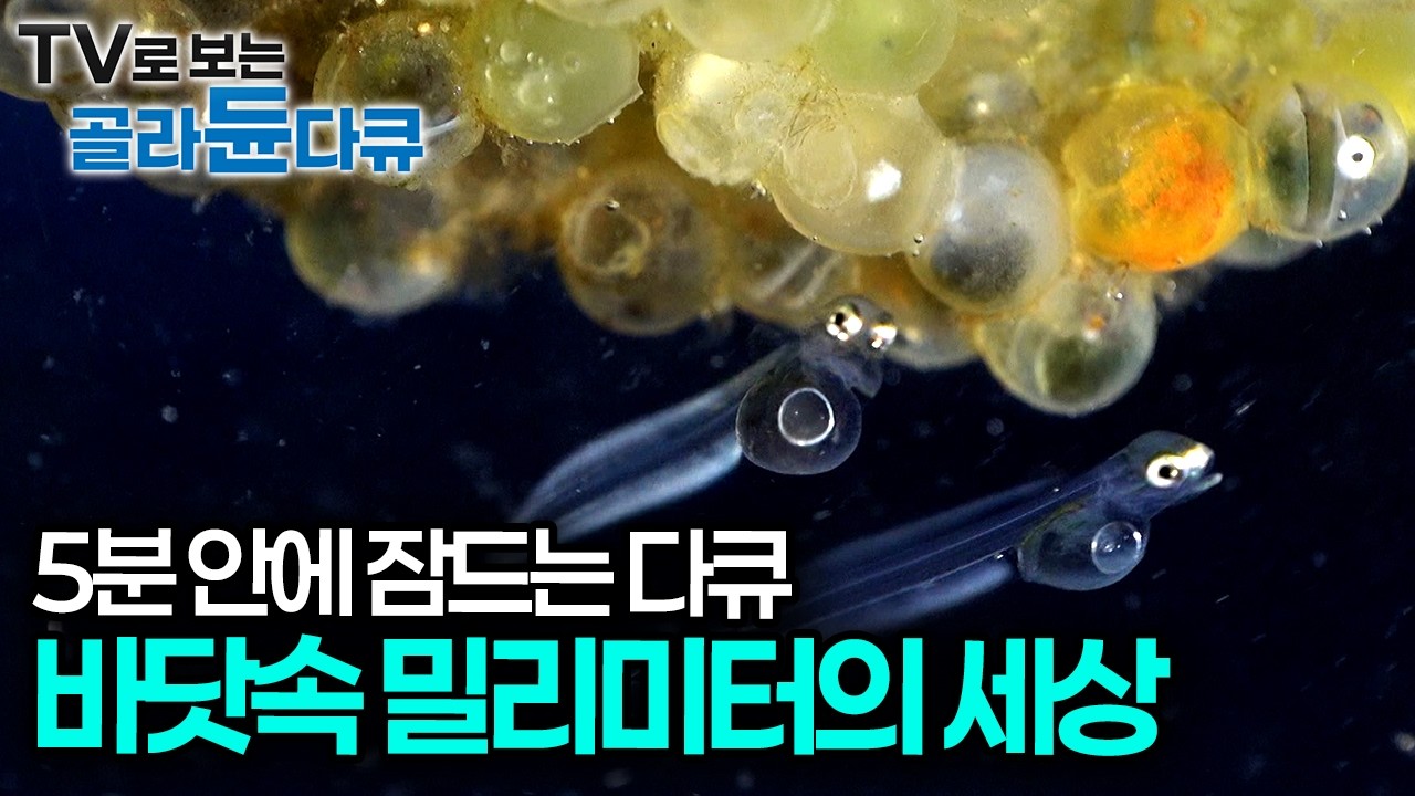 심해 바닷속에 사는 괴생물체의 정체, 치열한 삶을 사는 작은 생물들의 삶과 죽음 그리고 생존전략｜심해 수면 다큐｜다큐프라임｜#골라듄다큐