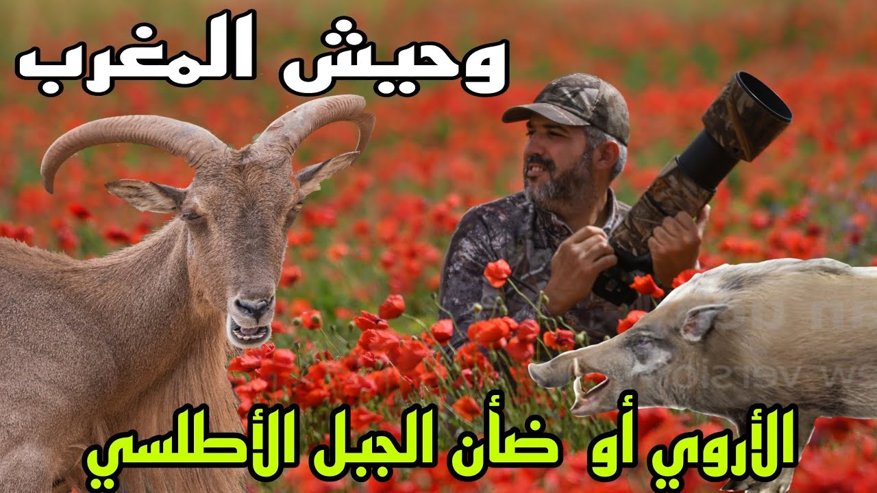 وحيش المغرب  ، حيوان الأروي
