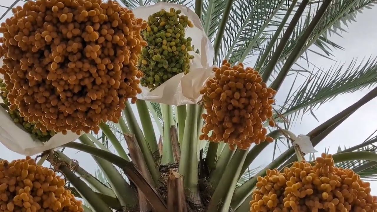 FIRST DATES FARM IN KARNATAKA || ಕರ್ನಾಟಕದಲ್ಲಿ ಮೊದಲ ಖರ್ಜೂರದ ಕೃಷಿ ರೈತ ದಿವಾಕರ್