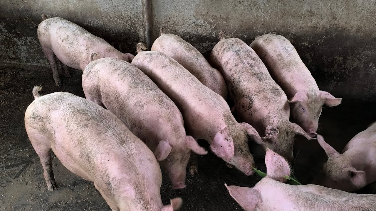 Si tu appliques ses conseils tu vas réussir facilement l'engraissement des porcs 🐷🐖🐖