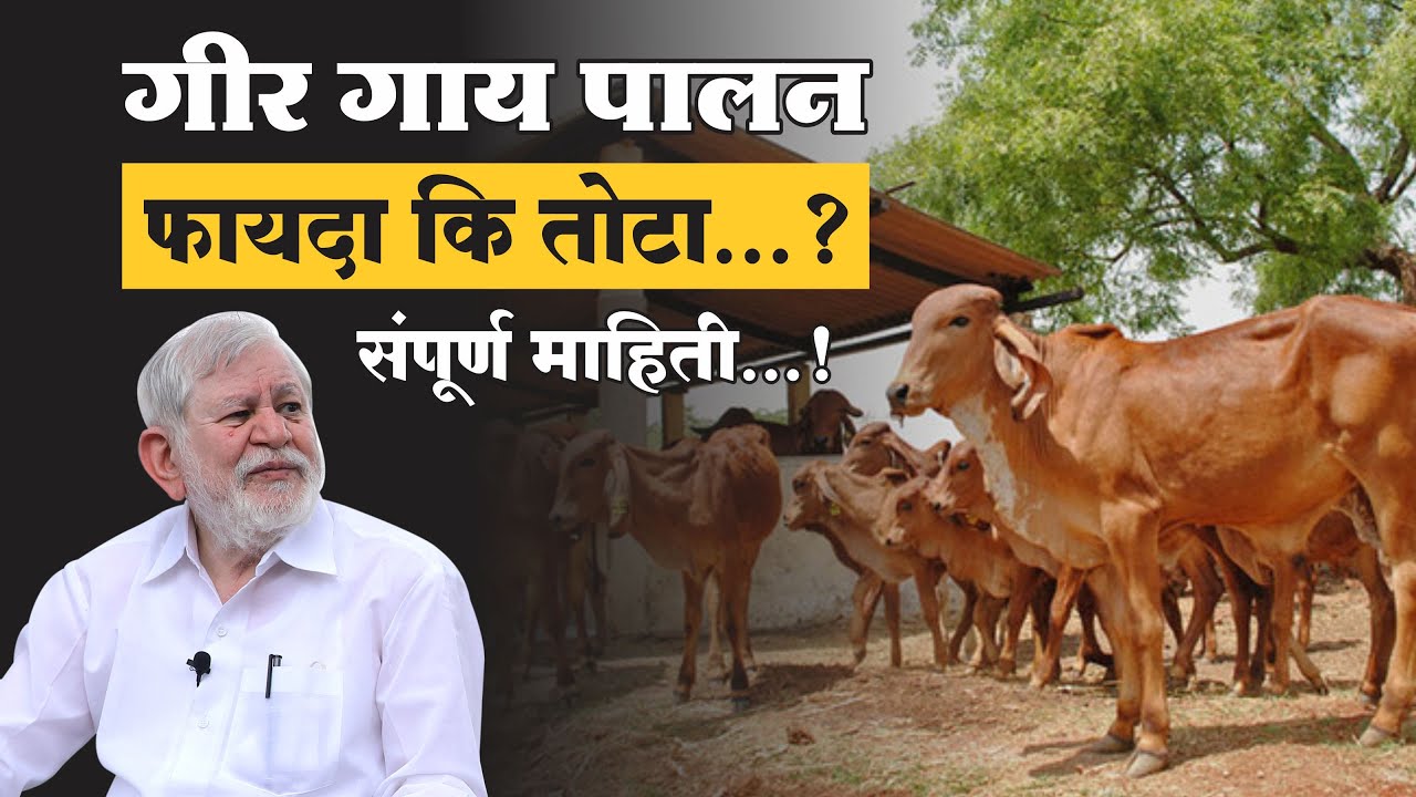 गीर गाय पालन फायदा कि तोटा संपूर्ण माहिती || GeerGai Palan Sampurna Mahiti || #kisanraaj agriculture