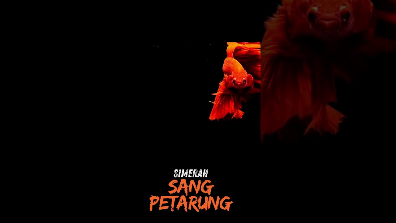 Ikan Cupang II Pecinta  Cupang
