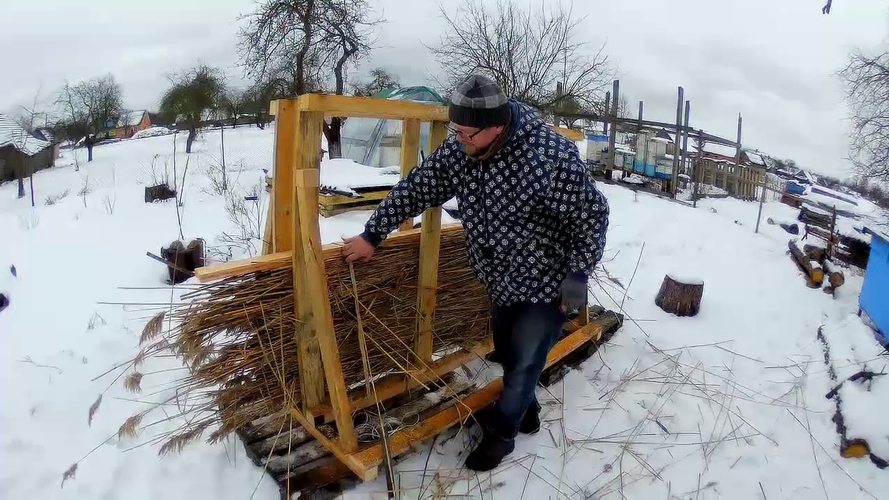 Очерет звичайний або reed, утеплення даху або крыши
