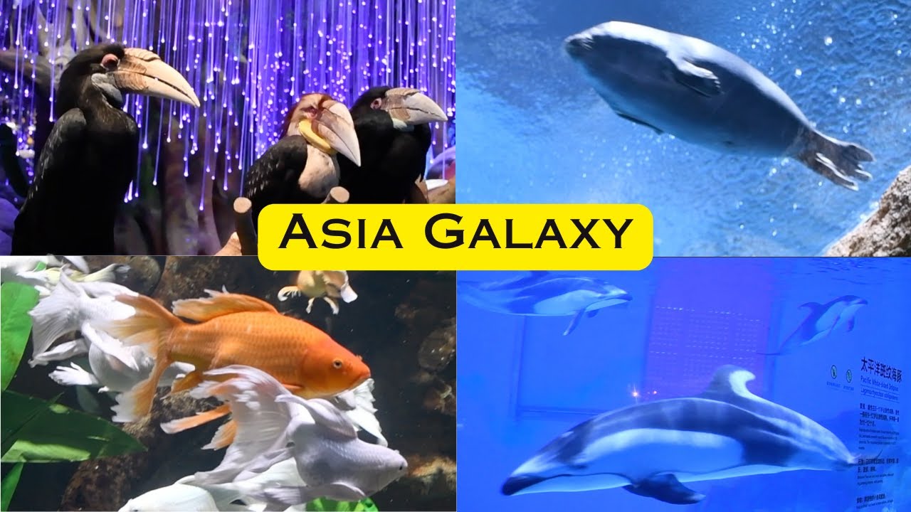 Asia Galaxy (Exhibit Walkthrough) - Chimelong Spaceship - December 6, 2023