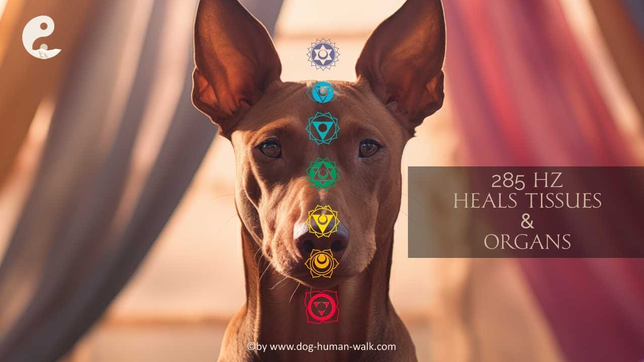 Hunde unterst&uuml;tzen #heilung von Gewebe & Organen mit 285 Hz #entspannungsmusikhund   Meditation 1.0