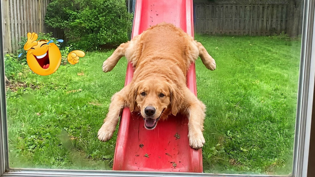 You Can&rsquo;t Stop Laughing At These Dogs 🤣 FUNNIEST DOGS Video 2026