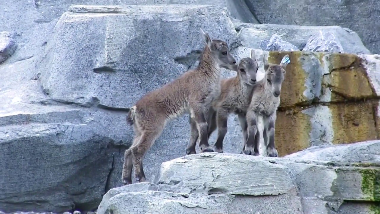 Junge Steinböcke in den AareAlpen, Tierpark Bern