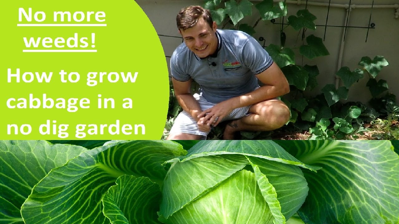 HOW TO COMPANION PLANT CABBAGE AND BEANS IN A NO DIG GARDEN - HOW TO START A NO DIG VEGETABLE GARDEN