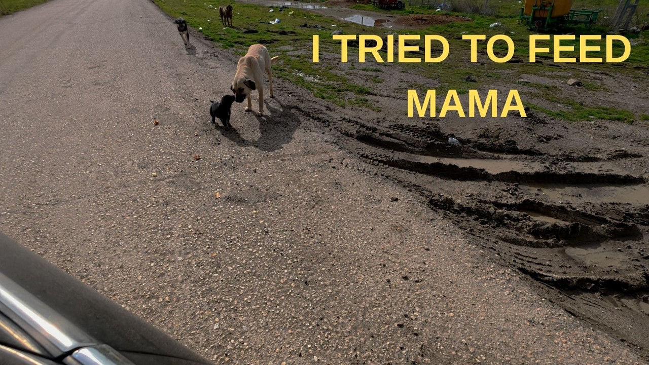POV Drive… Then I Met a Hungry Mother Dog 🐾💔