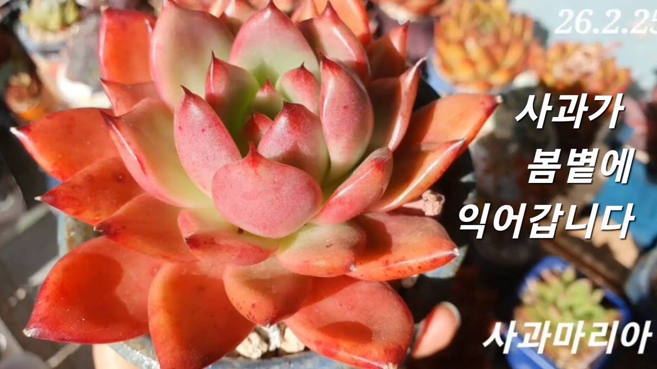 봄에 익어가는 #사과 보셨나요?  #다육꽃대 사정없이 #꺾기 #사과마리아  