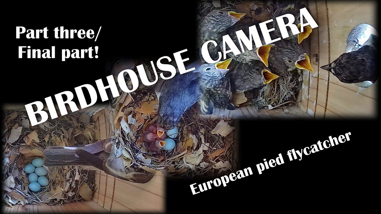 Birdhouse Camera PART THREE | European pied flycatchers flies the nest (Svartvit flugsnappare)