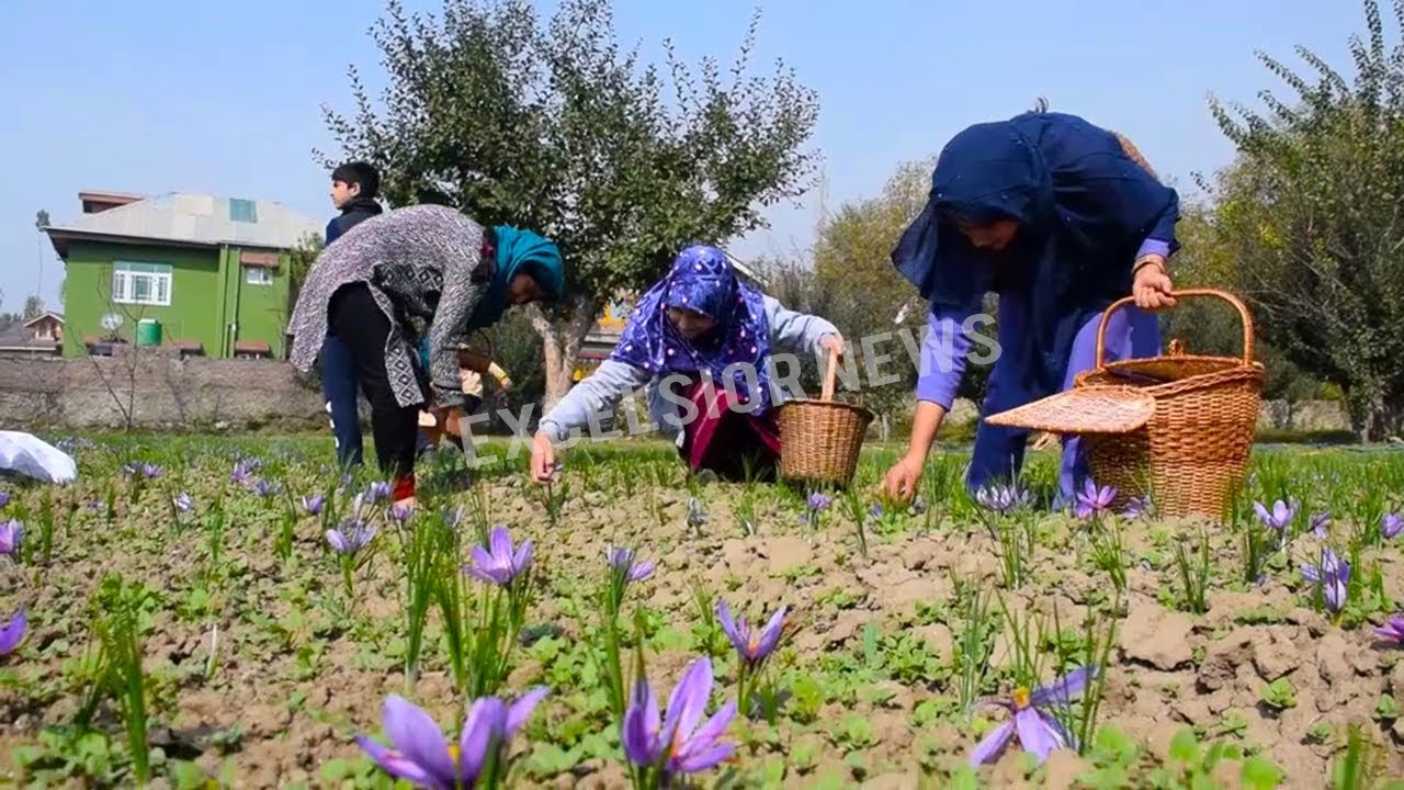 Saffron Flowers Blooming, Harvesting Starts
