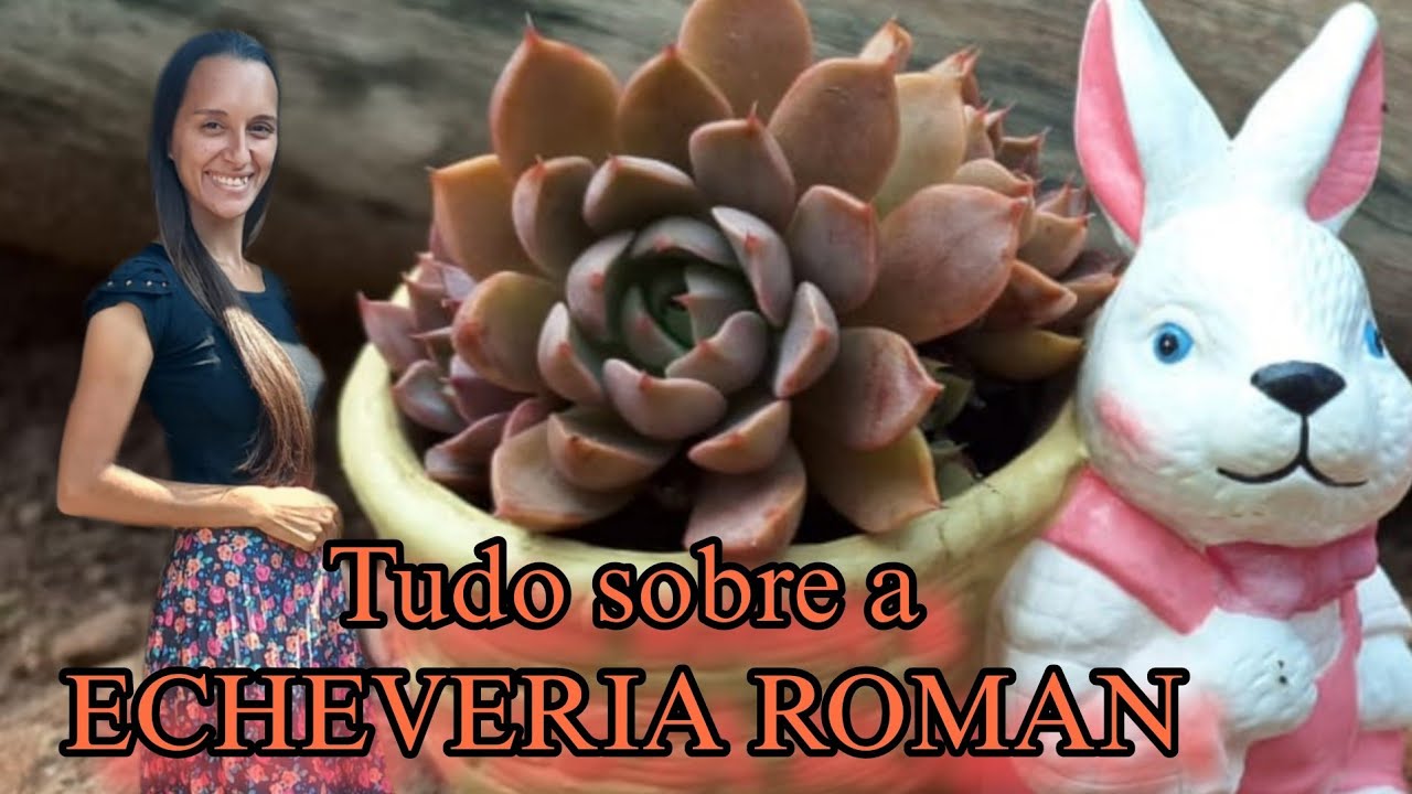 Tudo sobre o cultivo da ECHEVERIA ROMAN