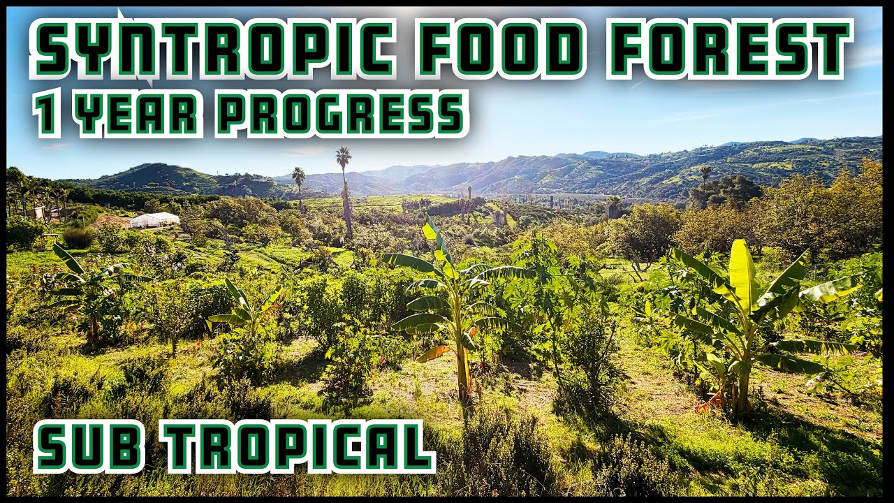 1 Year Syntropic Food Forest Progress. So-Cal