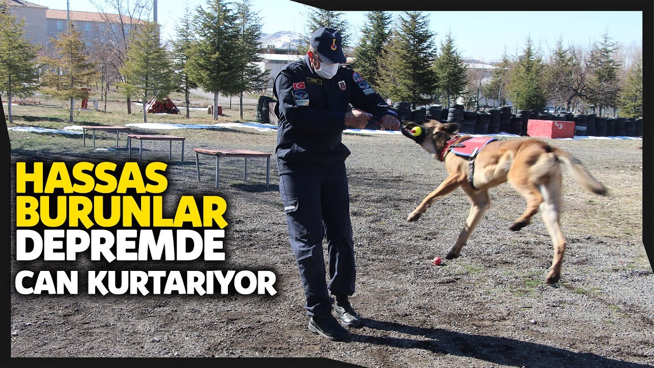 Deprem Arama Kurtarma Köpekleri JAKEM’de Eğitiliyor