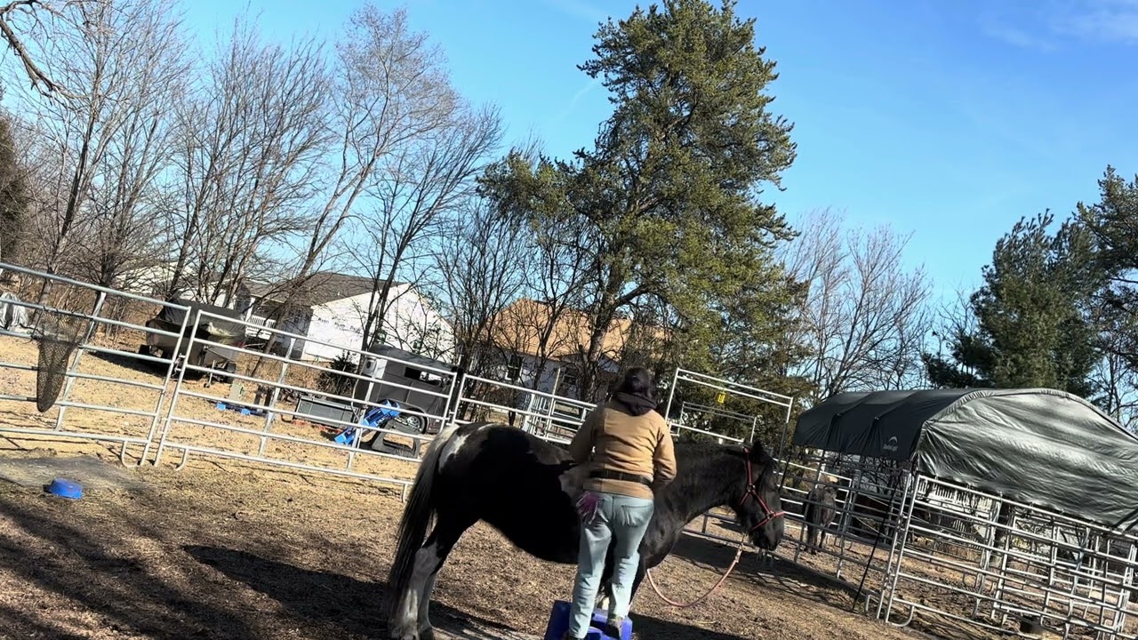 Working with Zana on standing with a rider