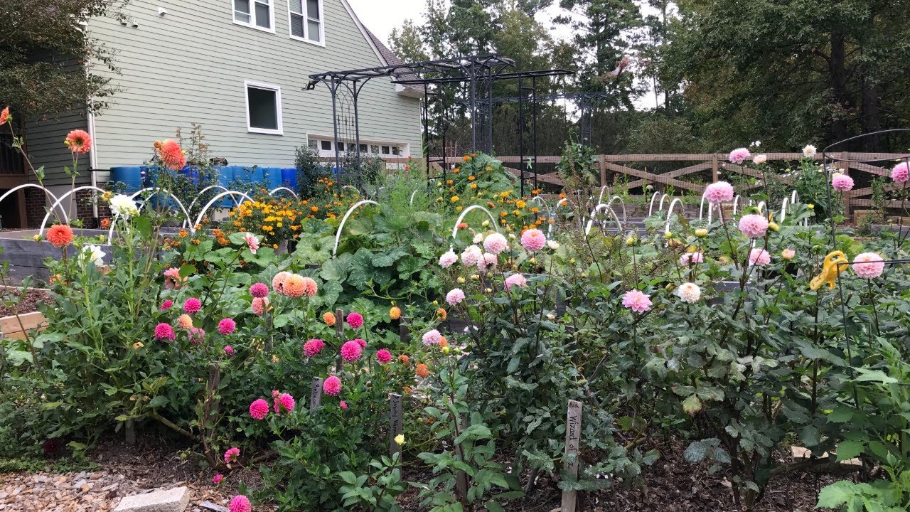 Roses, Berry Proud Coral Berry, Dahlia Cuttings, SEEDS! CUT FLOWER GARDEN Tour Late October 2020
