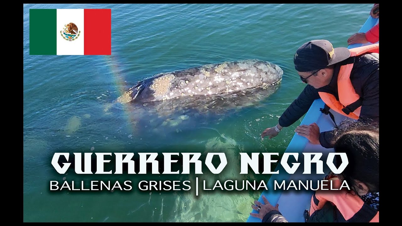 GUERRERO NEGRO y sus BALLENAS grises Bajacalifornia Sur, parte No.2