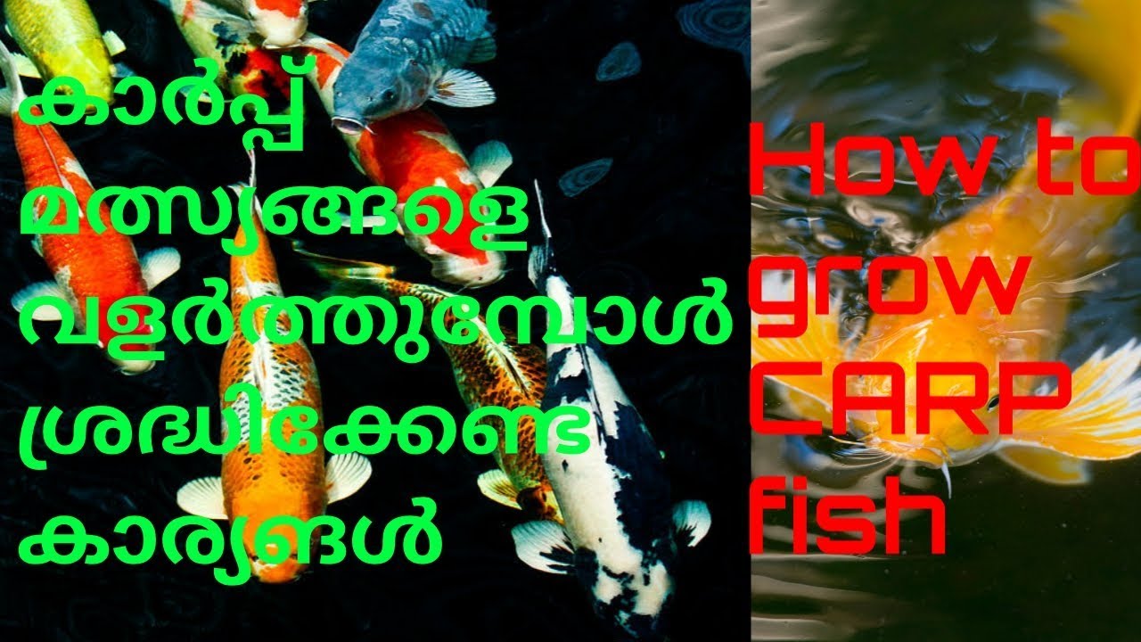 #carp കാർപ്പ് മത്സ്യങ്ങളെ വളർത്തുമ്പോൾ ശ്രദ്ധിക്കേണ്ട കാര്യങൾ / How to take care carp fishes