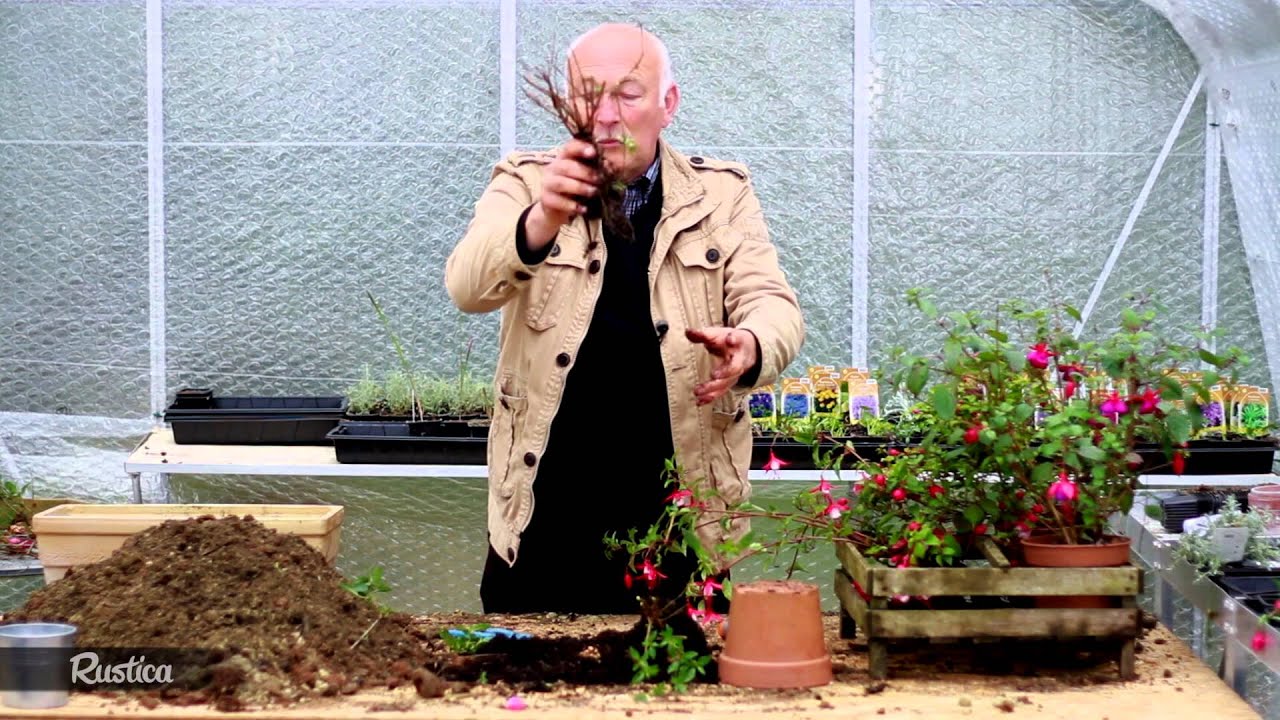 Hiverner les fuchsias cultivés en pot