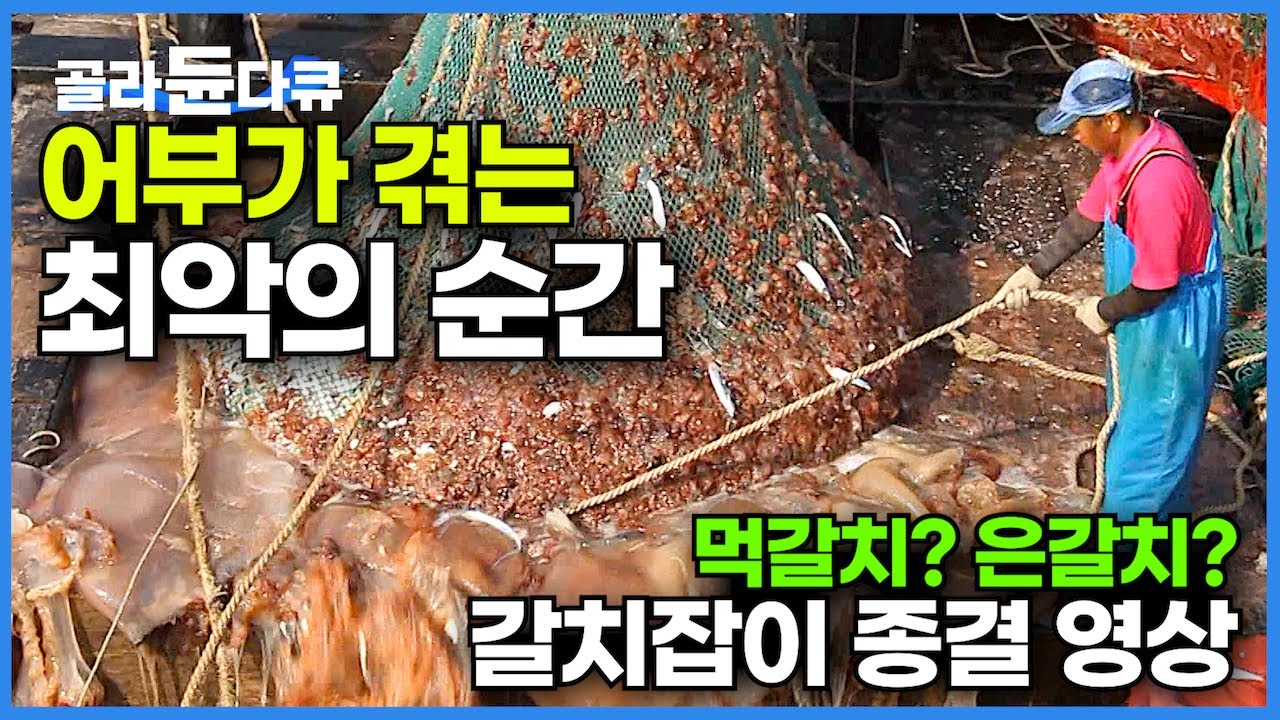 극한직업 바다 베스트. 바다의 은빛 보물! 갈치 잡는 사람들│갈치잡이 종결 영상│어부가 겪는 최악의 순간│채낚기와 안강망│풍어를 노리는 어부들│만선 갈치 잡이│극한직업│#골라듄다큐