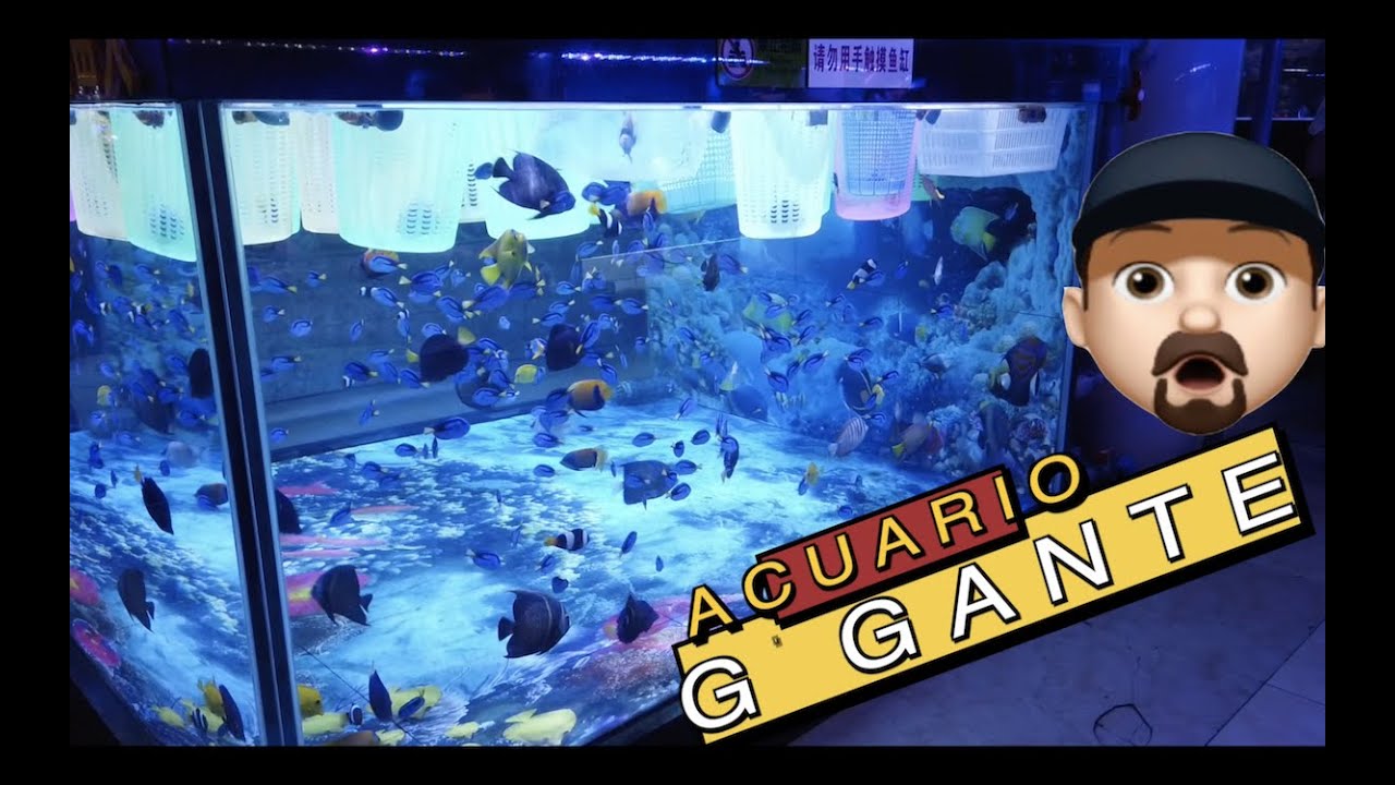 EL MERCADO DE PECES MAS GRANDE DEL MUNDO PARTE 2||||||😍🐟🐠🐡